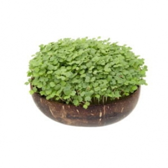 Rucola